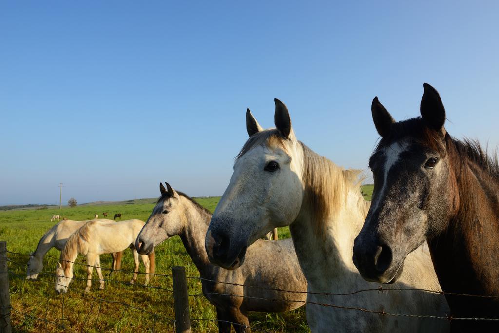 Herdade Do Pessegueiro Porto Covo Dış mekan fotoğraf